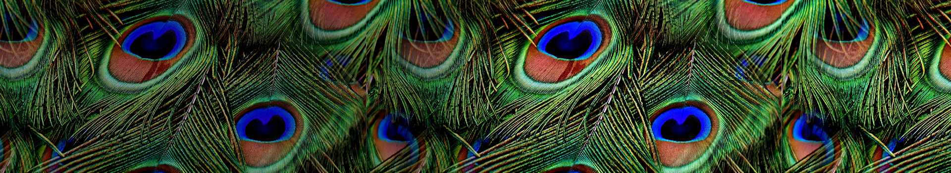 peacock_banner